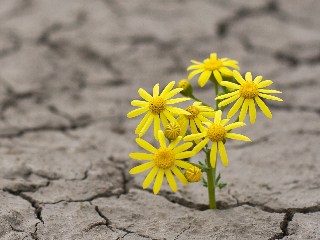 Yellow flowers living in extreme conditions