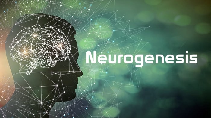 Neurogenesis: How to increase it